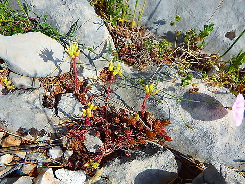 Coldmoss stonecrop - Sedum acre Seen at the top of SRd Mountain, Croatia. Croatia,Geotagged,Goldmoss stonecrop,Sedum acre,Spring