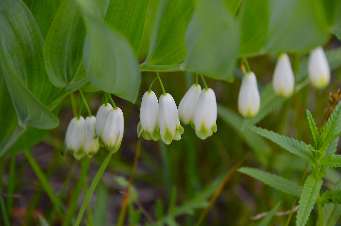 Solomon's seal-Polygonatum multiflorum  Seen in the forest of the Plitvice Lakes in Croatia Croatia,Geotagged,Polygonatum multiflorum,Solomon's seal,Spring