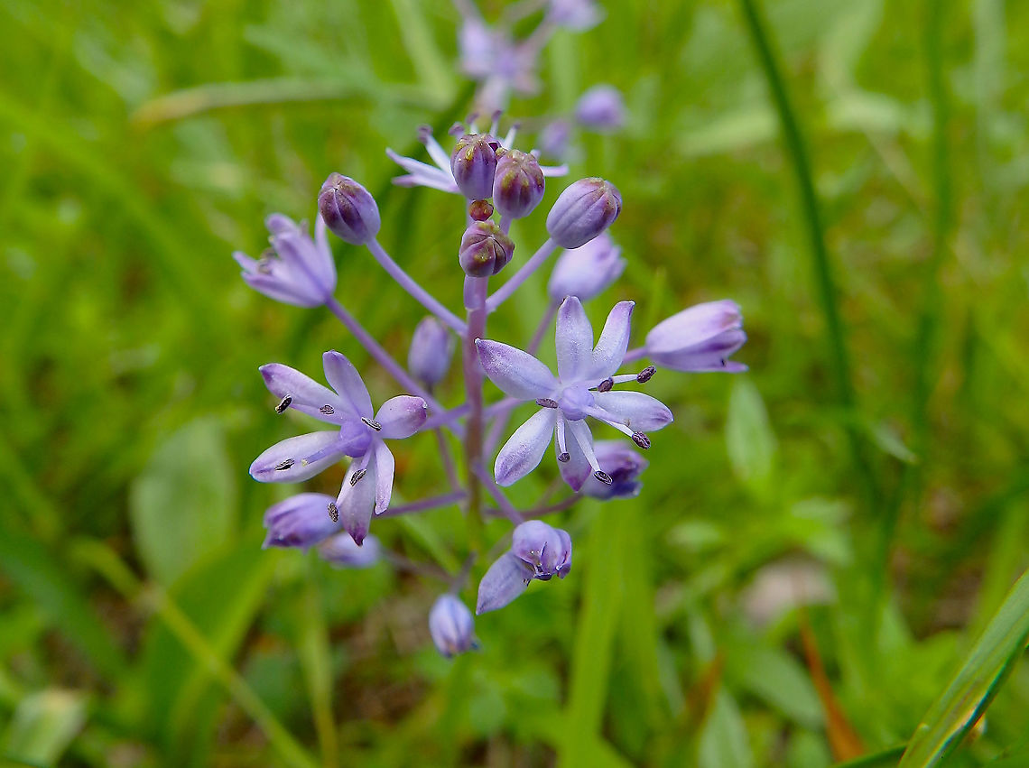 Amethyst Meadow Squill- Scilla litardierei Seen in a forest clearing in Plitvice lakes. Amethyst Meadow Squill,Croatia,Geotagged,Scilla litardierei,Spring