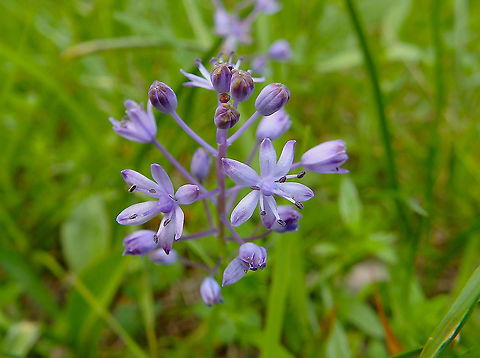 Amethyst Meadow Squill- Scilla litardierei Seen in a forest clearing in Plitvice lakes. Amethyst Meadow Squill,Croatia,Geotagged,Scilla litardierei,Spring