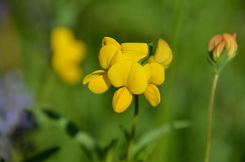 Bird's-foot trefoil - Lotus corniculatus Seen in a forest clearing in Plitvice Lakes, Croatia. Bird's-foot trefoil,Croatia,Geotagged,Lotus corniculatus,Spring