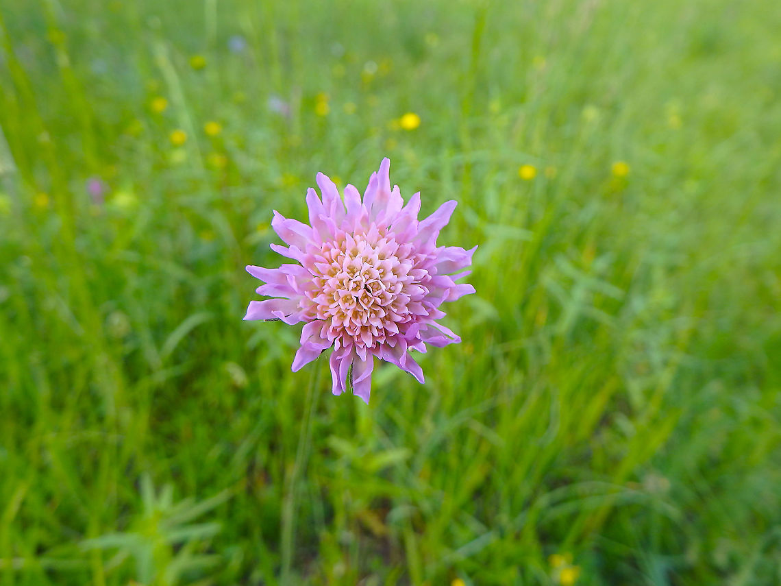 Field Scabious - Knautia arvensis Seen in a clearing of the forest in Plitvice Lakes, Croatia. Croatia,Field Scabious,Geotagged,Knautia arvensis,Spring