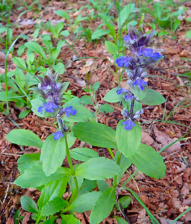 Common bugle - Ajuga reptans Plitvice Lakes, Croatia. Ajuga reptans,Common bugle,Croatia,Geotagged,Spring