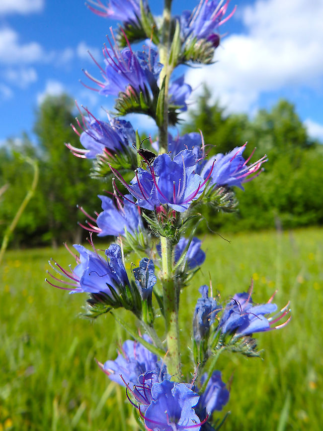 Vipers Bugloss - Echium_vulgare Plitvice lakes, Croatia. Croatia,Echium vulgare,Geotagged,Spring,Vipers Bugloss