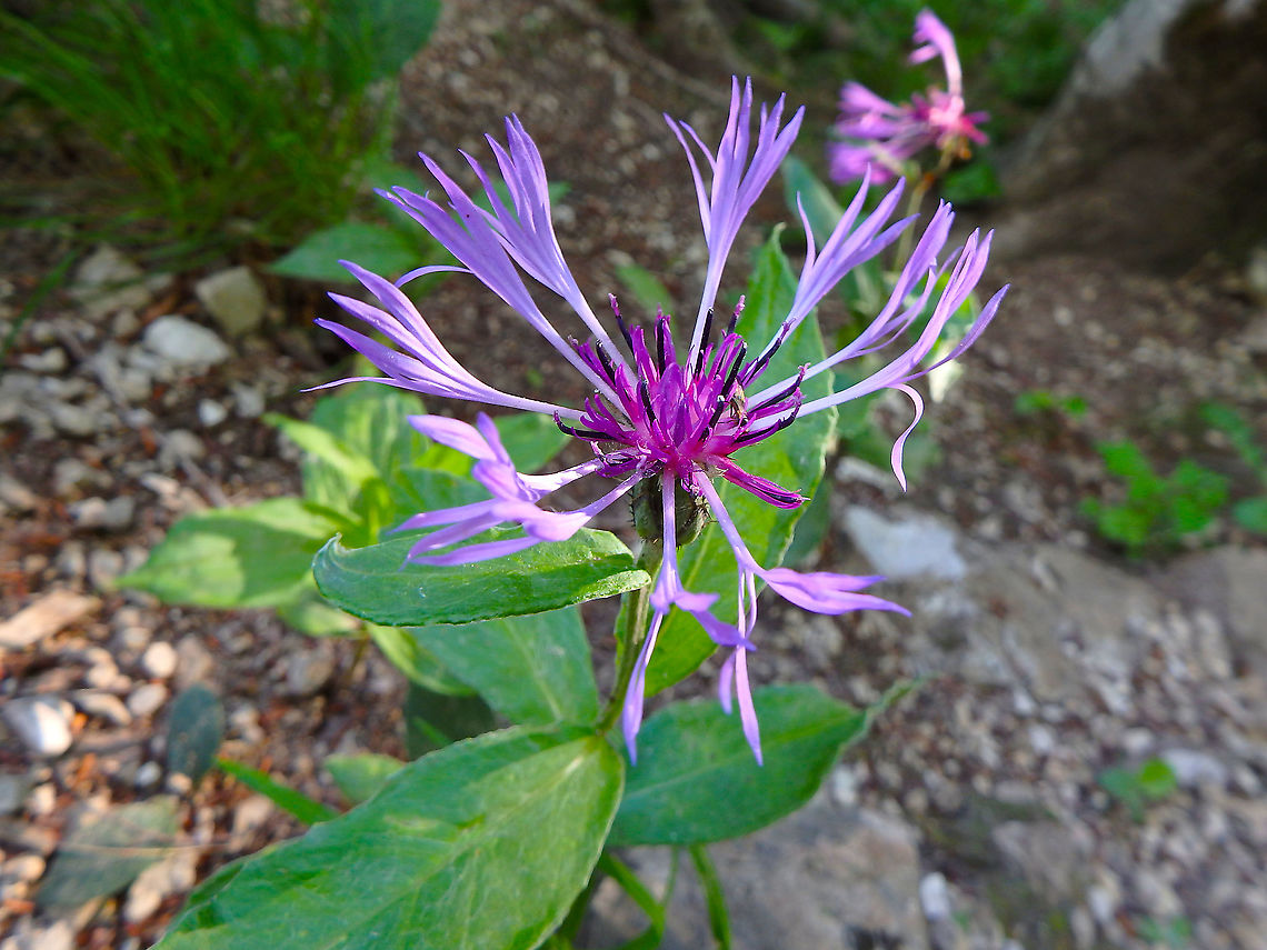 Mountain bluet - Centaurea montana Plitvice Lakes, Croatia. Centaurea montana,Croatia,Geotagged,Mountain bluet,Spring