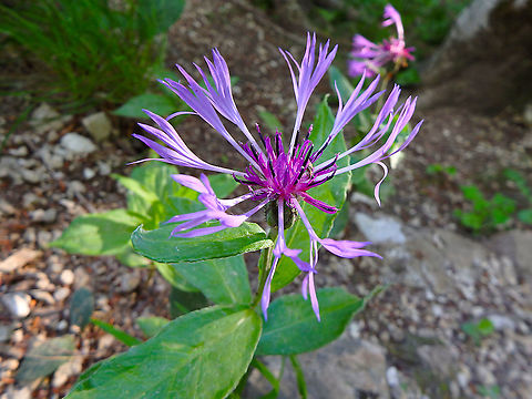 Mountain bluet - Centaurea montana Plitvice Lakes, Croatia. Centaurea montana,Croatia,Geotagged,Mountain bluet,Spring