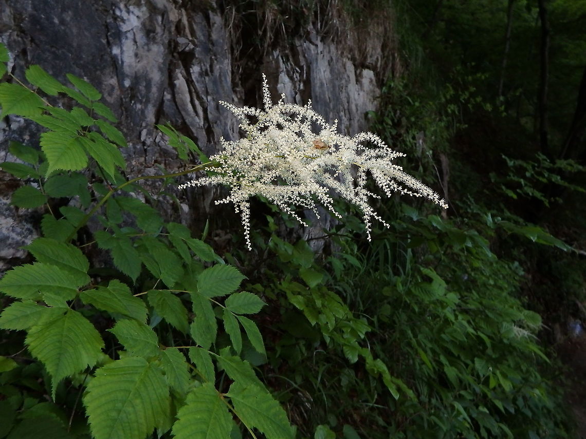 Goatsbeard - Aruncus dioicus In the forest of Plitvice Lakes, Croatia. Aruncus dioicus,Croatia,Geotagged,Goatsbeard,Spring
