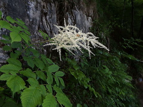 Goatsbeard - Aruncus dioicus In the forest of Plitvice Lakes, Croatia. Aruncus dioicus,Croatia,Geotagged,Goatsbeard,Spring