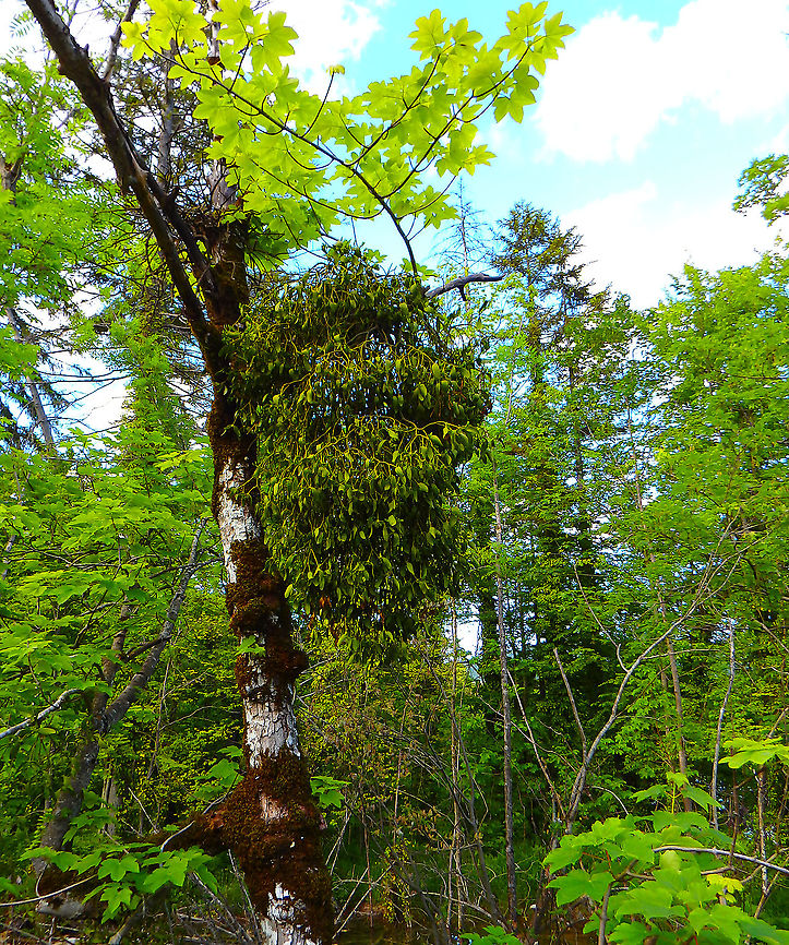 European mistletoe - Viscum album Seen in the area of the upper lakes in Plitvice, Croatia. Croatia,Geotagged,Spring,Viscum album