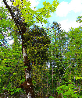 European mistletoe - Viscum album Seen in the area of the upper lakes in Plitvice, Croatia. Croatia,Geotagged,Spring,Viscum album