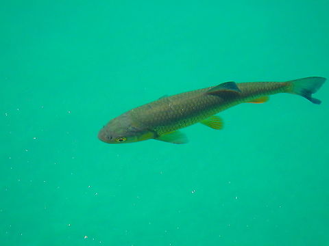 European chub - Squalius cephalus Plitvice Lakes, Croatia European chub,Squalius cephalus