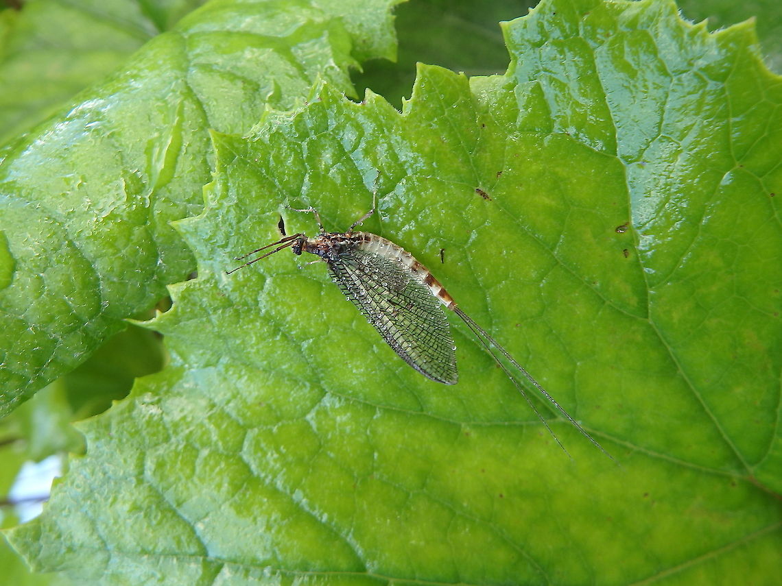 Ephemera danica - European Green Drake Plitvice Lakes, Croatia. Croatia,Ephemera danica,European Green Drake,Geotagged,Spring