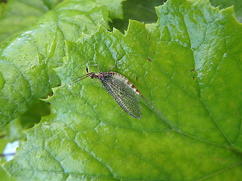 Ephemera danica - European Green Drake Plitvice Lakes, Croatia. Croatia,Ephemera danica,European Green Drake,Geotagged,Spring