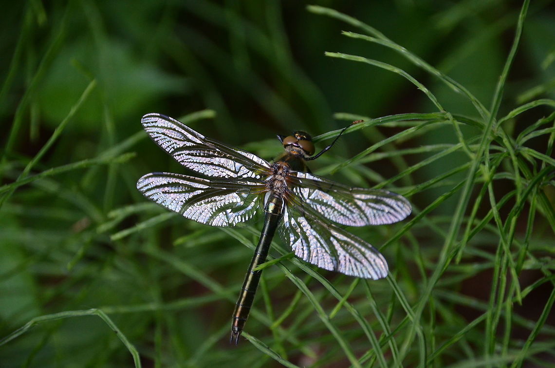 Downy Emerald - Cordulia aenea Plitvice Lakes, Croatia.<br />
<a href="http://www.dragonflypix.com/areapages/c/cordulia_aenea_hr_en_cl.html" rel="nofollow">http://www.dragonflypix.com/areapages/c/cordulia_aenea_hr_en_cl.html</a> Cordulia aenea,Croatia,Downy emerald,Geotagged,Spring