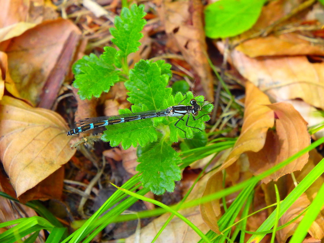 Variable Bluet (Coenagrion pulchellum) ♀ Plitvice Lakes, Croatia.<br />
<a href="http://www.dragonflypix.com/areapages/c/coenagrion_pulchellum_hr_en_cl.html" rel="nofollow">http://www.dragonflypix.com/areapages/c/coenagrion_pulchellum_hr_en_cl.html</a> Coenagrion pulchellum,Croatia,Geotagged,Spring,Variable damselfly