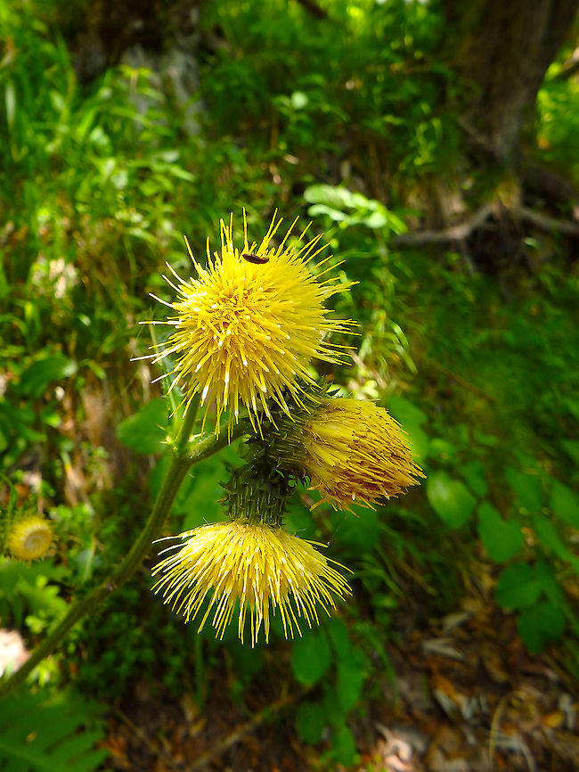 Cirsium erisithales In Plitvice forest, Croatia. Cirsium erisithales,Croatia,Geotagged,Spring