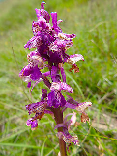 Anacamptis_morio  Anacamptis morio,Croatia,Geotagged,Green-winged orchid,Spring