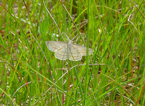 Common white wave - Cabera pusaria Korenica, Croatia. Cabera pusaria,Common white wave,Croatia,Geotagged,Spring