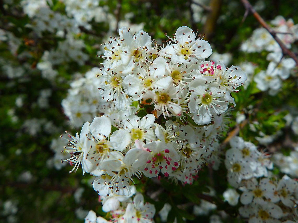 Common hawthorn - Crataegus monogyna Korenica, Croatia. Common hawthorn,Crataegus monogyna,Croatia,Geotagged,Spring