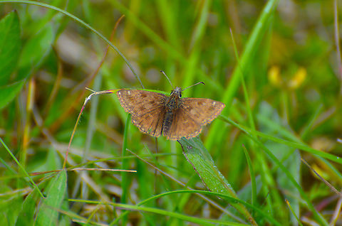 Dingy Skipper _ Erynnis tages Korenica, Croatia. Croatia,Dingy skipper,Erynnis tages,Geotagged,Spring