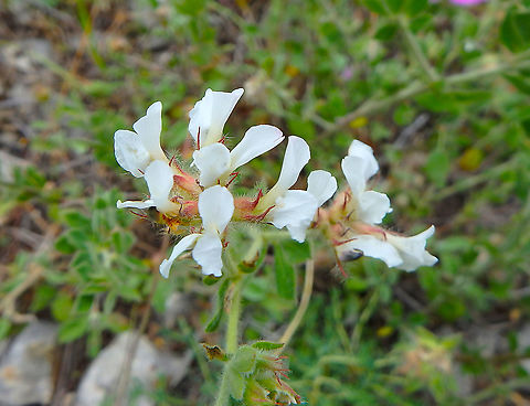 hairy Canary Clover - Lotus hirsutus Near Zadar, Croatia Croatia,Geotagged,Lotus hirsutus,Spring