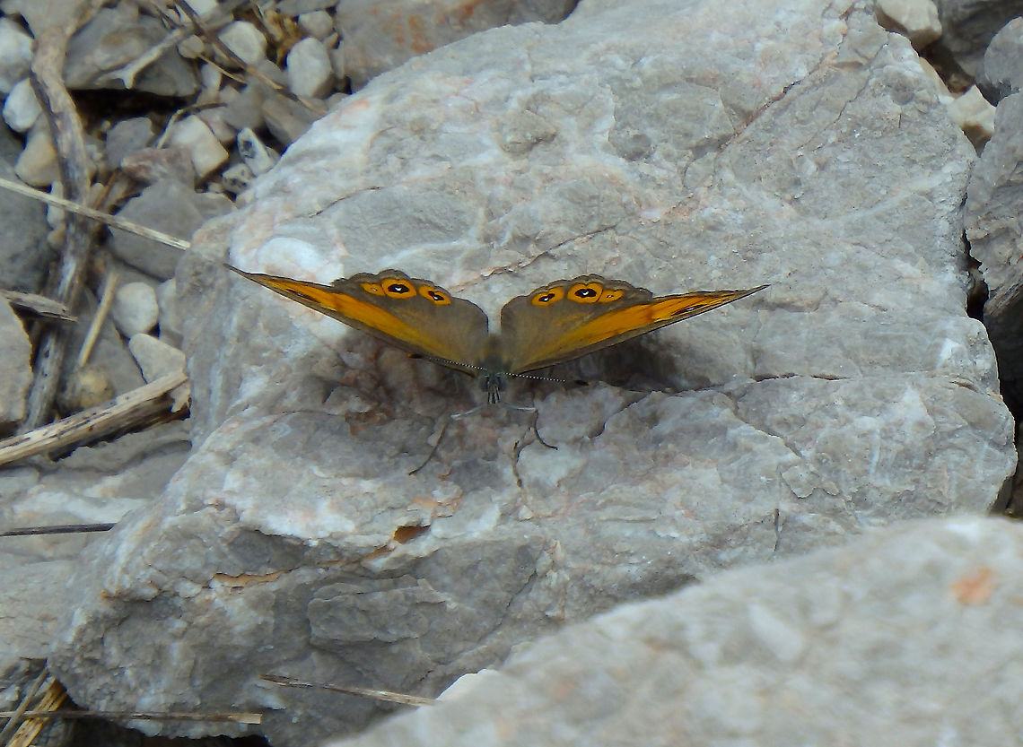 Large Wall Brown - Lasiommata maera Paklenica mountain road, Croatia Croatia,Geotagged,Large Wall Brown,Lasiommata maera,Spring