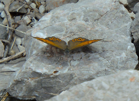 Large Wall Brown - Lasiommata maera Paklenica mountain road, Croatia Croatia,Geotagged,Large Wall Brown,Lasiommata maera,Spring