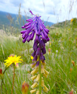 Tassel Hyacinth - Leopoldia comosa  Croatia,Geotagged,Leopoldia comosa,Muscari comosum,Spring,Tassel Hyacinth,Tassel grape hyacinth