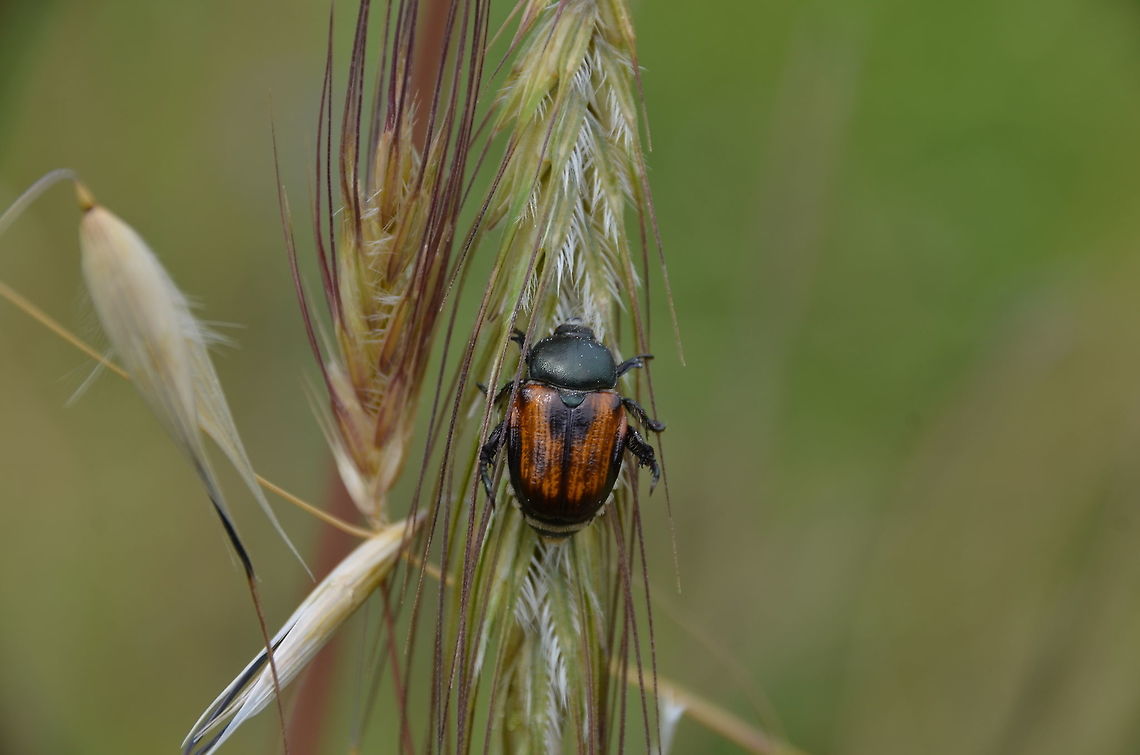 Garden chafer - Phyllopertha Horticola Area of prairy and forest near Zadar, Croatia. Croatia,Garden chafer,Geotagged,Phyllopertha Horticola,Spring