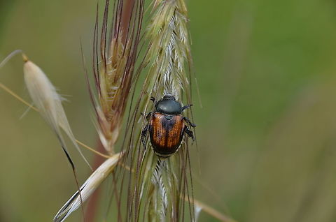 Garden chafer - Phyllopertha Horticola Area of prairy and forest near Zadar, Croatia. Croatia,Garden chafer,Geotagged,Phyllopertha Horticola,Spring