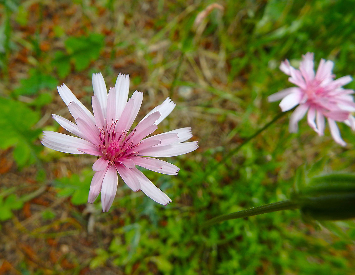 Pink Hawk's-Beard - Crepis rubra Area of prairy and forest near Zadar, Croatia. Crepis rubra,Croatia,Geotagged,Pink Hawk's-Beard,Spring