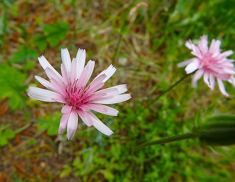 Pink Hawk's-Beard - Crepis rubra Area of prairy and forest near Zadar, Croatia. Crepis rubra,Croatia,Geotagged,Pink Hawk's-Beard,Spring