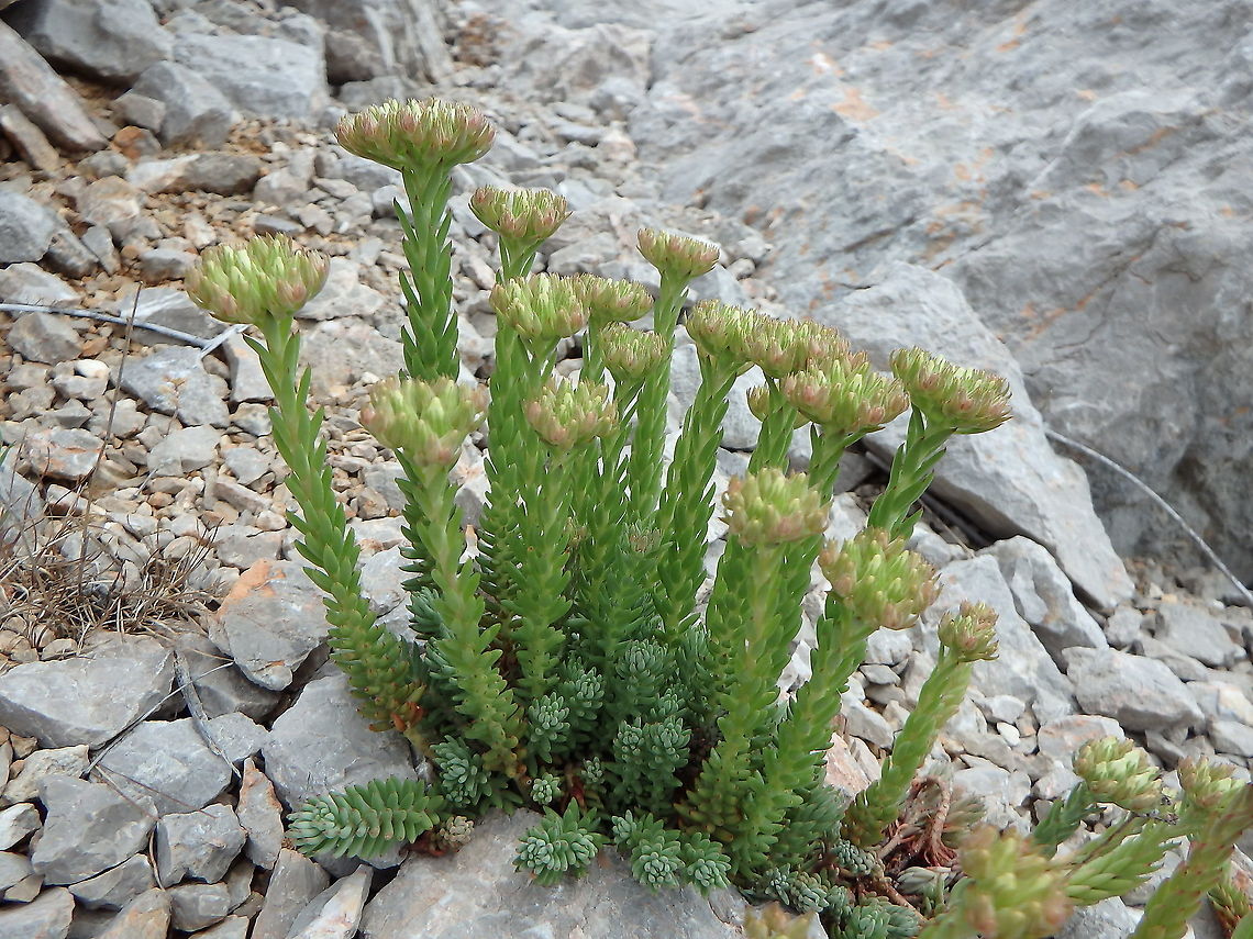 European stonecrop - Sedum ochroleucum Paklenika, Croatia.<br />
Based on similarity to picture on this gallery:<br />
<a href="http://www.miroslav-photography.com/croatian-wild-flowers-gallery-2/" rel="nofollow">http://www.miroslav-photography.com/croatian-wild-flowers-gallery-2/</a> Croatia,European stonecrop,Geotagged,Sedum ochroleucum,Spring