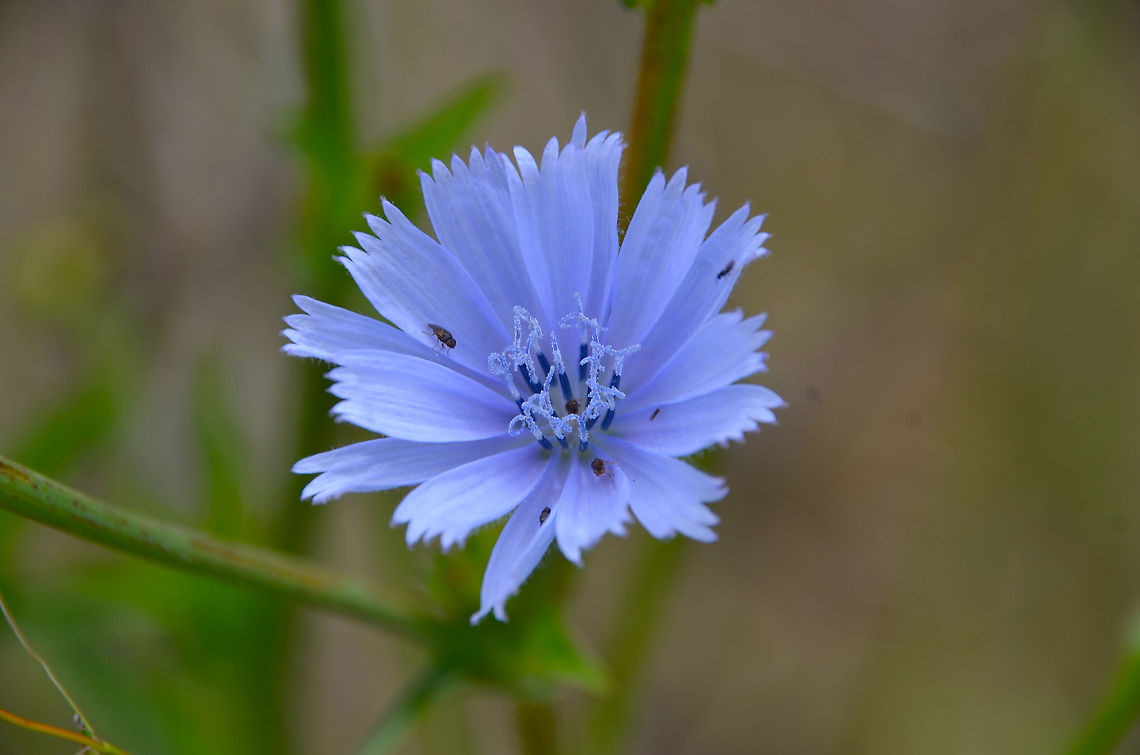 Common Chicory - Cichorium intybus Near Zadar, Croatia. Cichorium intybus,Common Chicory,Croatia,Geotagged,Spring