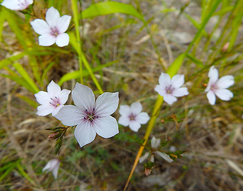 Narrow-leaved flax - Linum tenuifolium In area of prairies and forest, near Zadar, Croatia. Croatia,Geotagged,Linum tenuifolium,Narrow-leaved flax,Spring