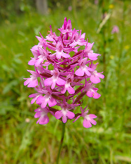 Pyramidal Orchid - Anacamptis pyramidalis Area of prairies and forest near Zadar, Croatia. Anacamptis pyramidalis,Croatia,Geotagged,Pyramidal Orchid,Spring