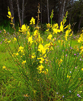 Spartium junceum Area of forest near Zadar. Croatia,Geotagged,Spartium,Spartium junceum,Spring