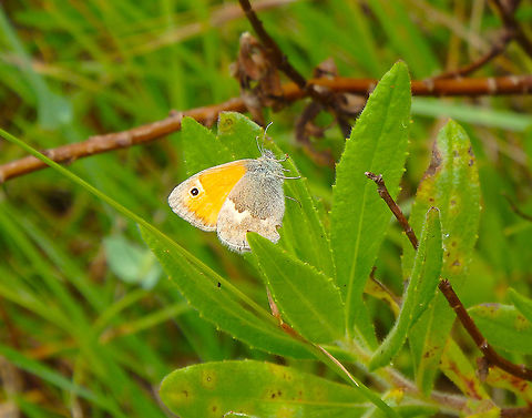 Small Heath - Coenonympha pamphilus Area of prairies and forests near Zadar, Croatia. Coenonympha pamphilus,Croatia,Geotagged,Small Heath,Spring