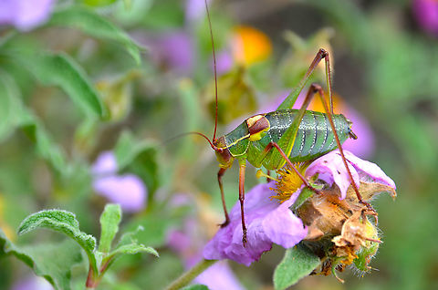 Barbitiste des bois - Barbitistes serricauda Area of prairies and forest near Zadar, Croatia. Barbitiste des bois,Barbitistes serricauda,Croatia,Geotagged,Spring