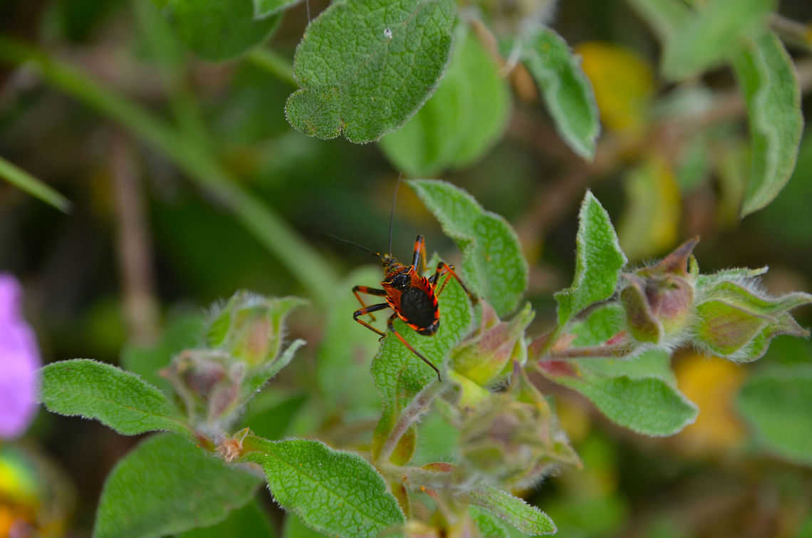 Rhynocoris iracundus Area of forest near Zadar. Croatia,Geotagged,Rhynocoris iracundus,Spring