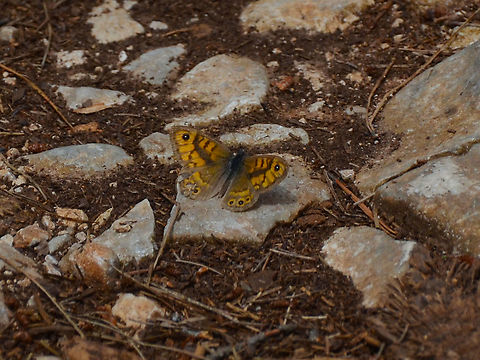 Wall Brown - Lasiommata megera Area of forest near Zadar. Croatia,Geotagged,Lasiommata megera,Spring,Wall Brown