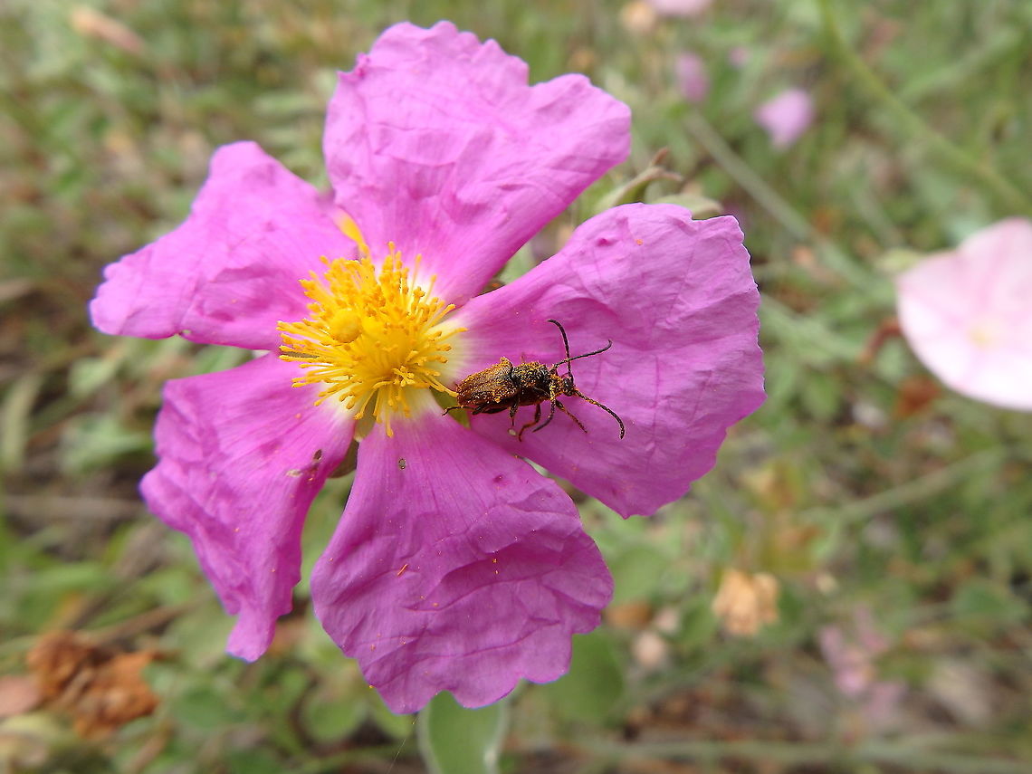 Fairy-ring Longhorn Beetle - Pseudovadonia livida  Croatia,Fairy-ring Longhorn Beetle,Geotagged,Pseudovadonia livida,Spring