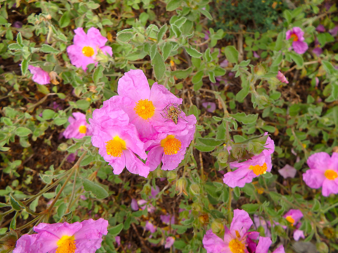Cistus albidus Very abundant in the forest clearings in roads around Zadar. They were hosting many insects and their predators.<br />
The spider in one of the flowers is described in this spotting:<br />
<a href="https://www.jungledragon.com/image/48000" rel="nofollow">https://www.jungledragon.com/image/48000</a> Cistus albidus,Croatia,Geotagged,Roselha-grande,Spring