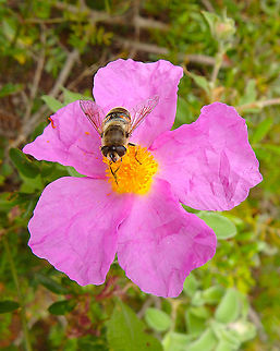 Common Drone Fly - Eristalis tenax Area of forest clearing near Zadar. Common Drone Fly,Croatia,Eristalis tenax,Geotagged,Spring