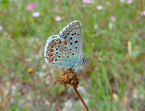 Common Blue - Polyommatus icarus male Also in forest clearings close to Zadar. Common blue,Croatia,Geotagged,Polyommatus icarus,Spring