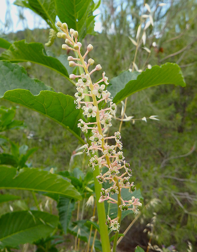 Indian pokeweed - Phytolacca acinosa Seen near the fortress in Skradin, Croatia. Croatia,Geotagged,Indian pokeweed,Phytolacca acinosa,Spring
