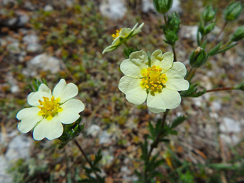 Sulphur cinquefoil - Potentilla recta  Croatia,Geotagged,Potentilla recta,Spring,Sulphur cinquefoil