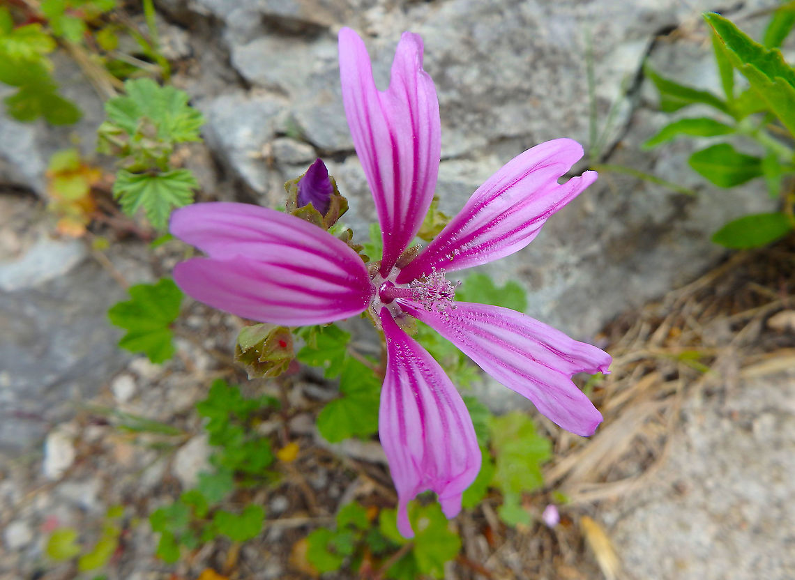 Malva sylvestris seen near the fortress in Skradin, Croatia. Croatia,Geotagged,Malva sylvestris,Spring