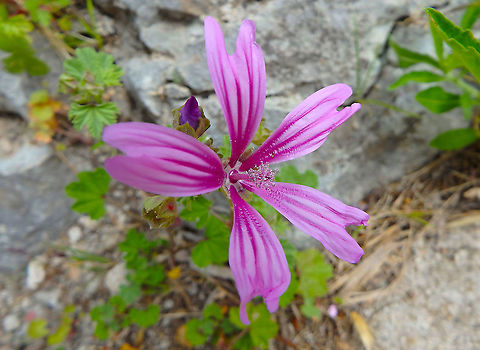 Malva sylvestris seen near the fortress in Skradin, Croatia. Croatia,Geotagged,Malva sylvestris,Spring