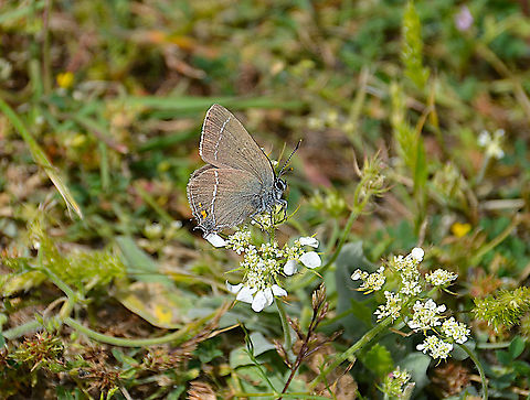 Sloe hairstreak - Satyrium acaciae Skradin, Croatia. Croatia,Geotagged,Satyrium acaciae,Sloe hairstreak,Spring